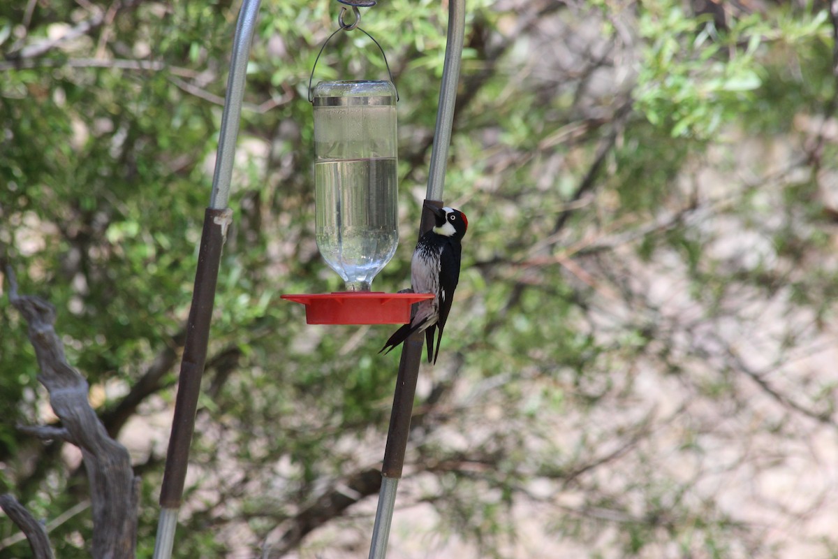 Acorn Woodpecker - Donald Jones