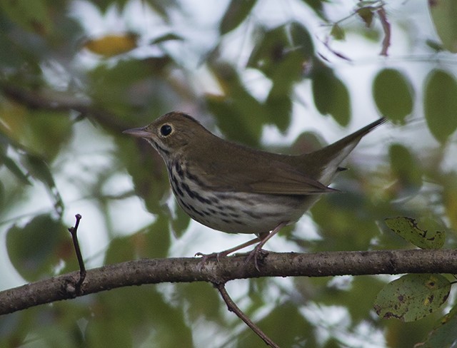 Ovenbird - Martin Wall