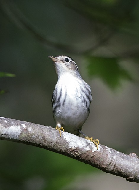 Black-and-white Warbler - ML68940291