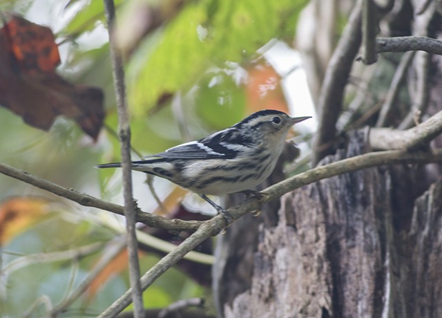 Black-and-white Warbler - ML68940301