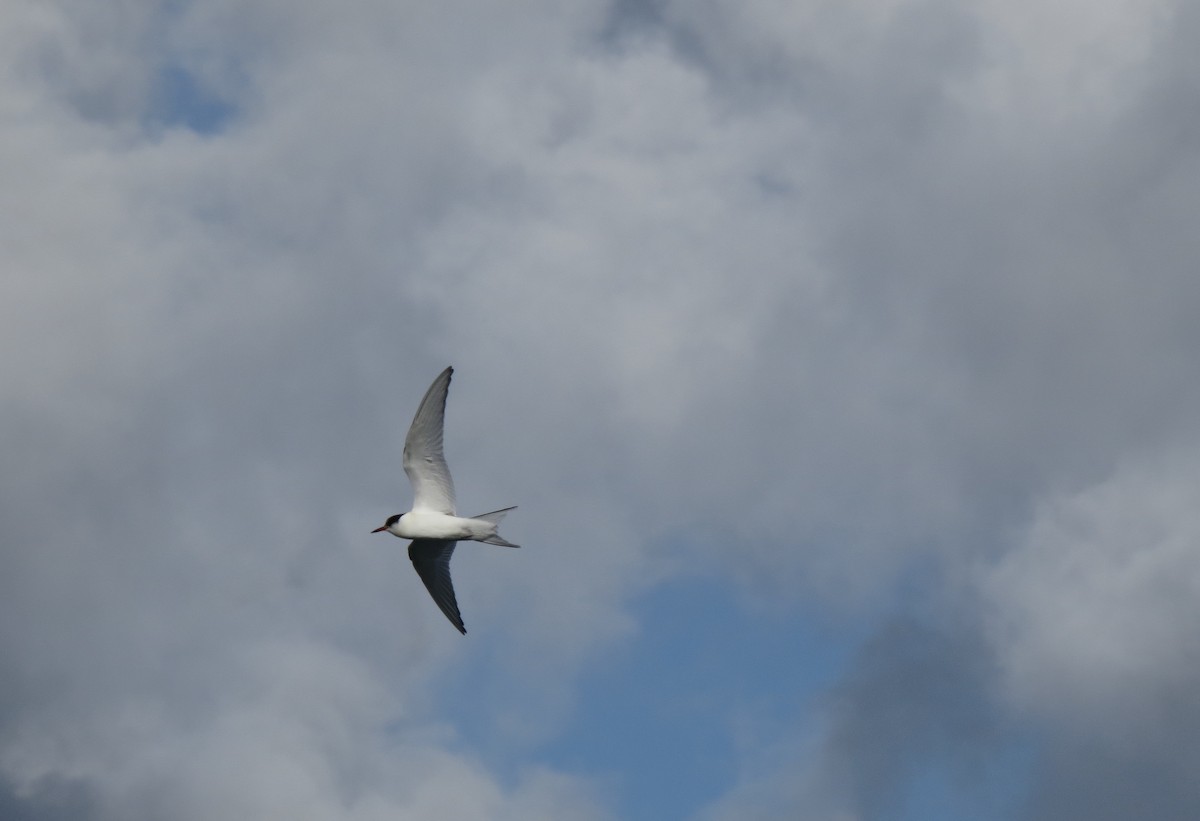 Arctic Tern - ML68940871