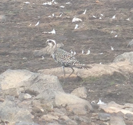 American Golden-Plover - ML68940911