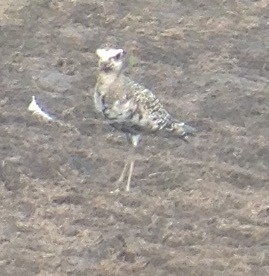 American Golden-Plover - ML68940921