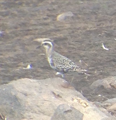 American Golden-Plover - Dan Burton