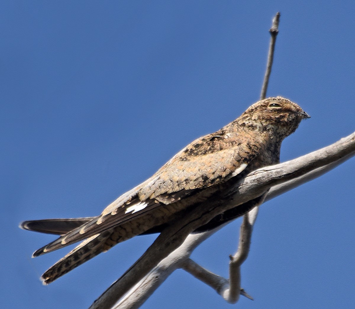 Common Nighthawk - ML68942211