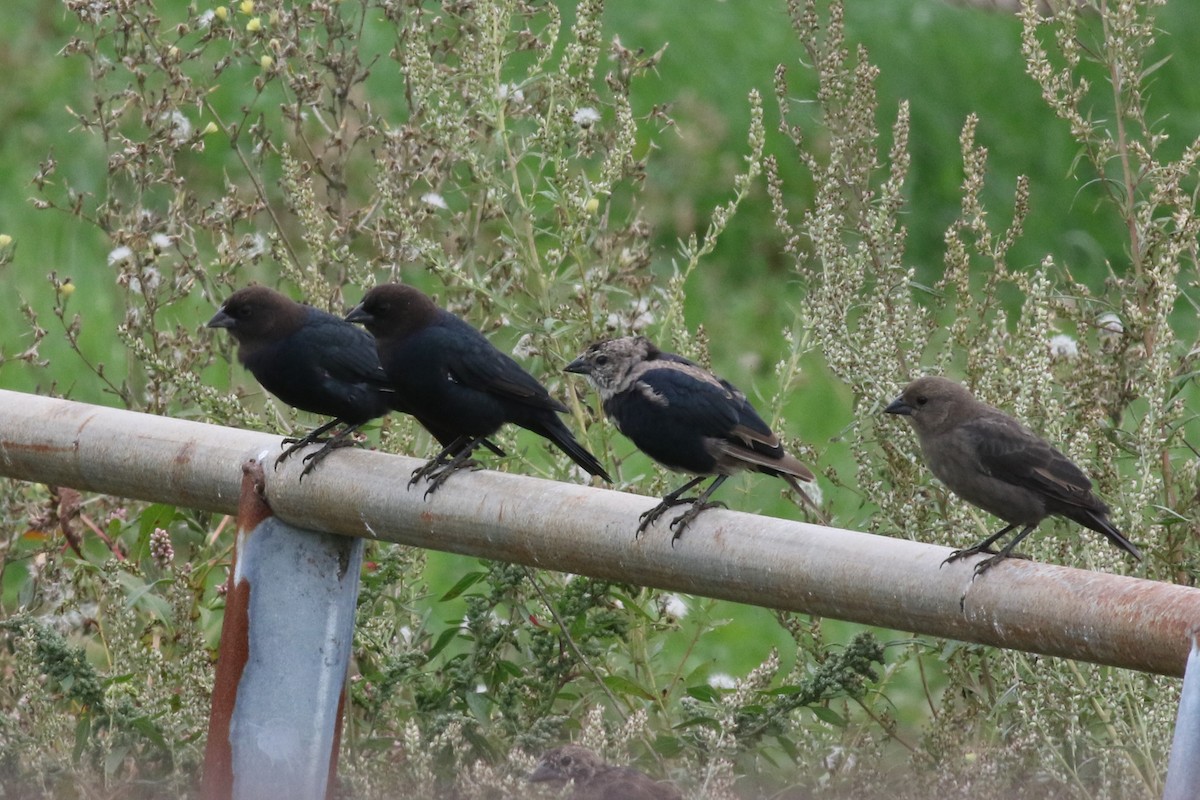 Brown-headed Cowbird - ML68942371