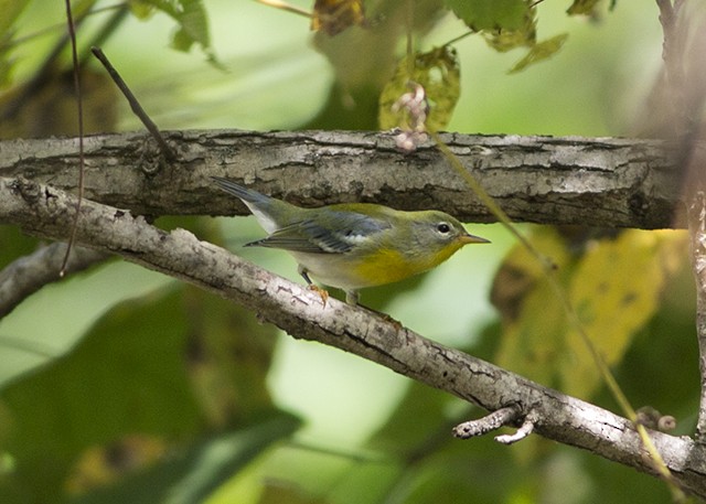 Northern Parula - ML68942431