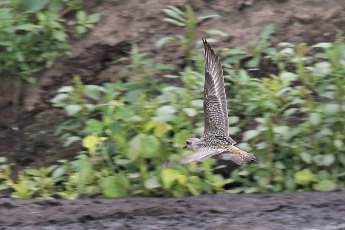 American Golden-Plover - Margaret Viens