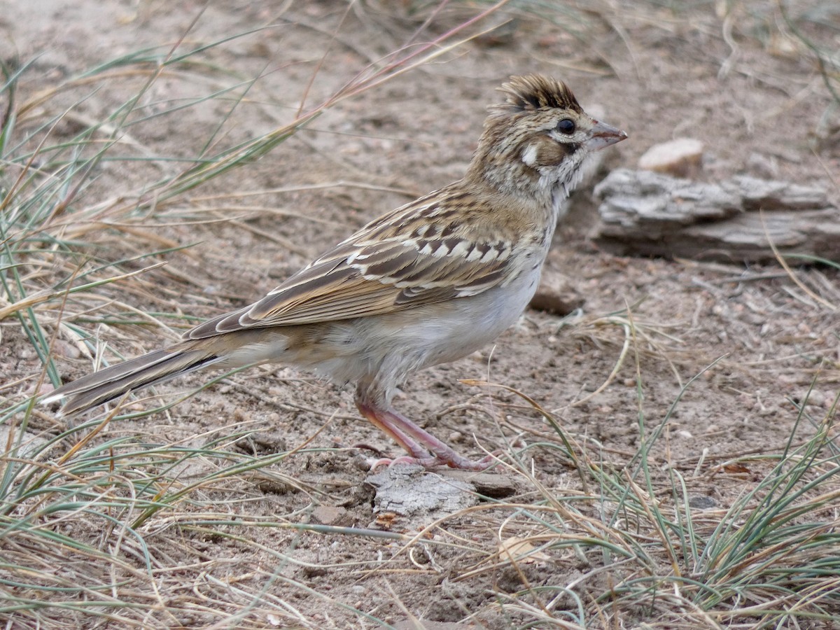 Lark Sparrow - ML68944641