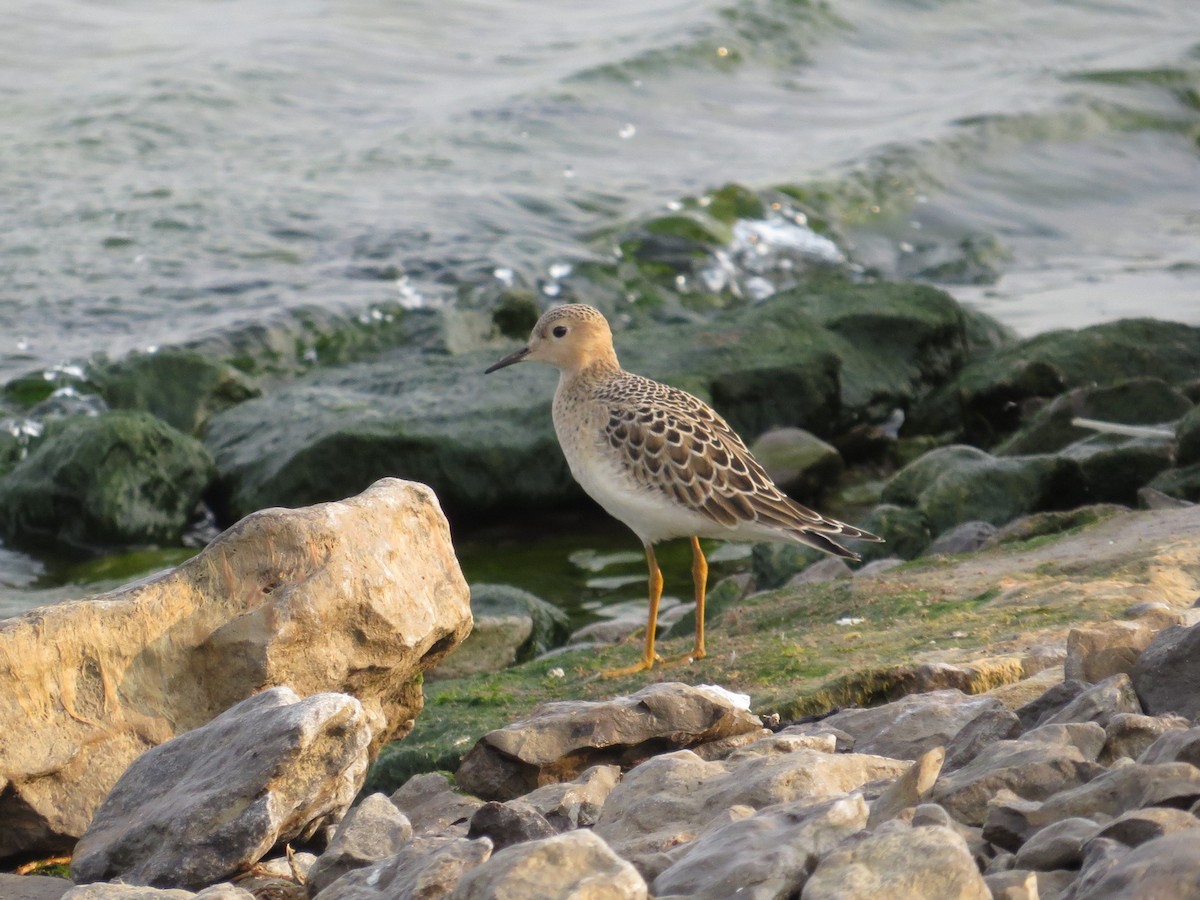 Buff-breasted Sandpiper - Matthew Garvin