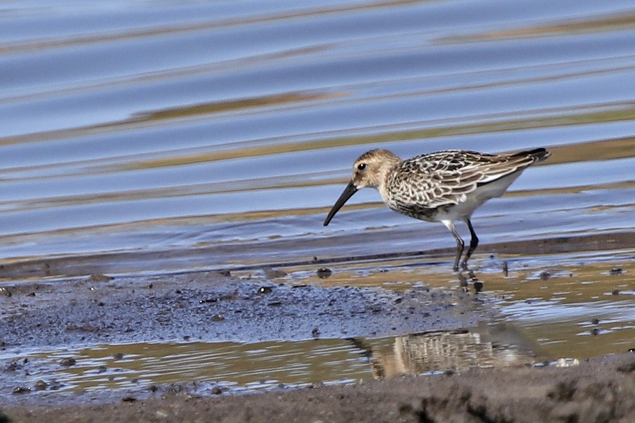 Dunlin - ML68945731