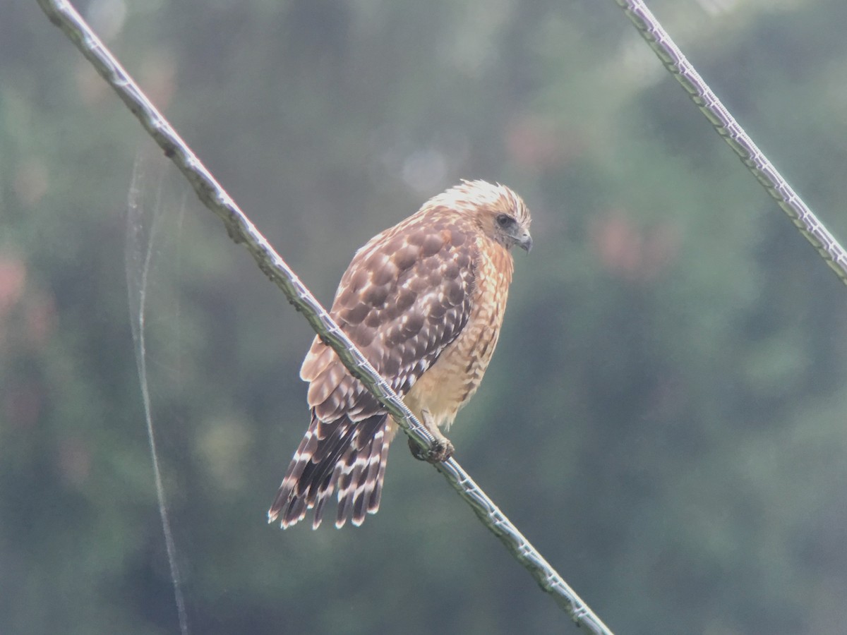 Red-shouldered Hawk - Daniel Hinnebusch