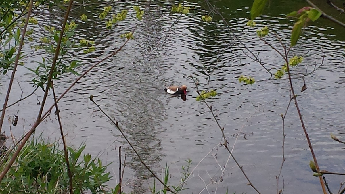 Red-crested Pochard - ML68947041