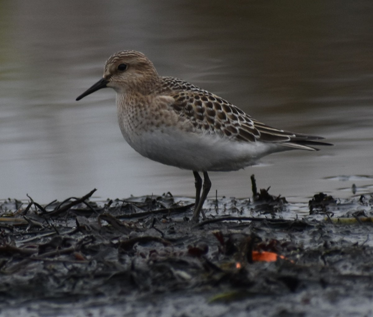 Baird's Sandpiper - ML68947511