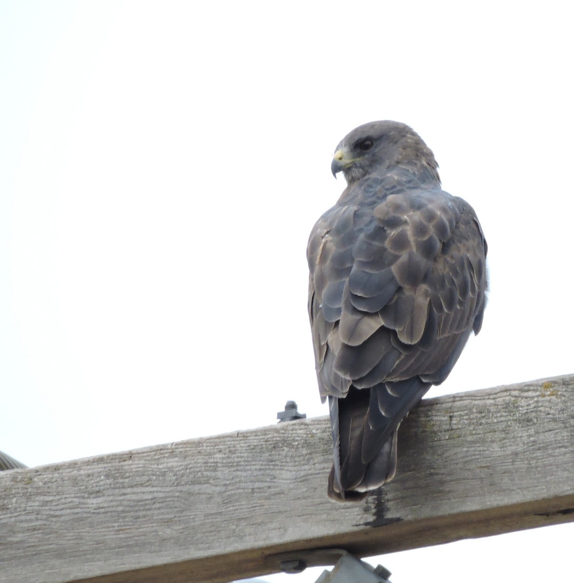 Swainson's Hawk - ML68947801