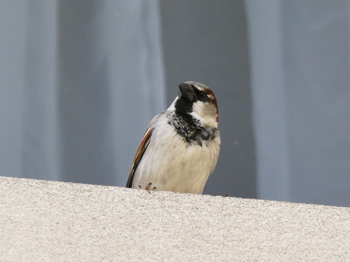 House Sparrow - ML68948001