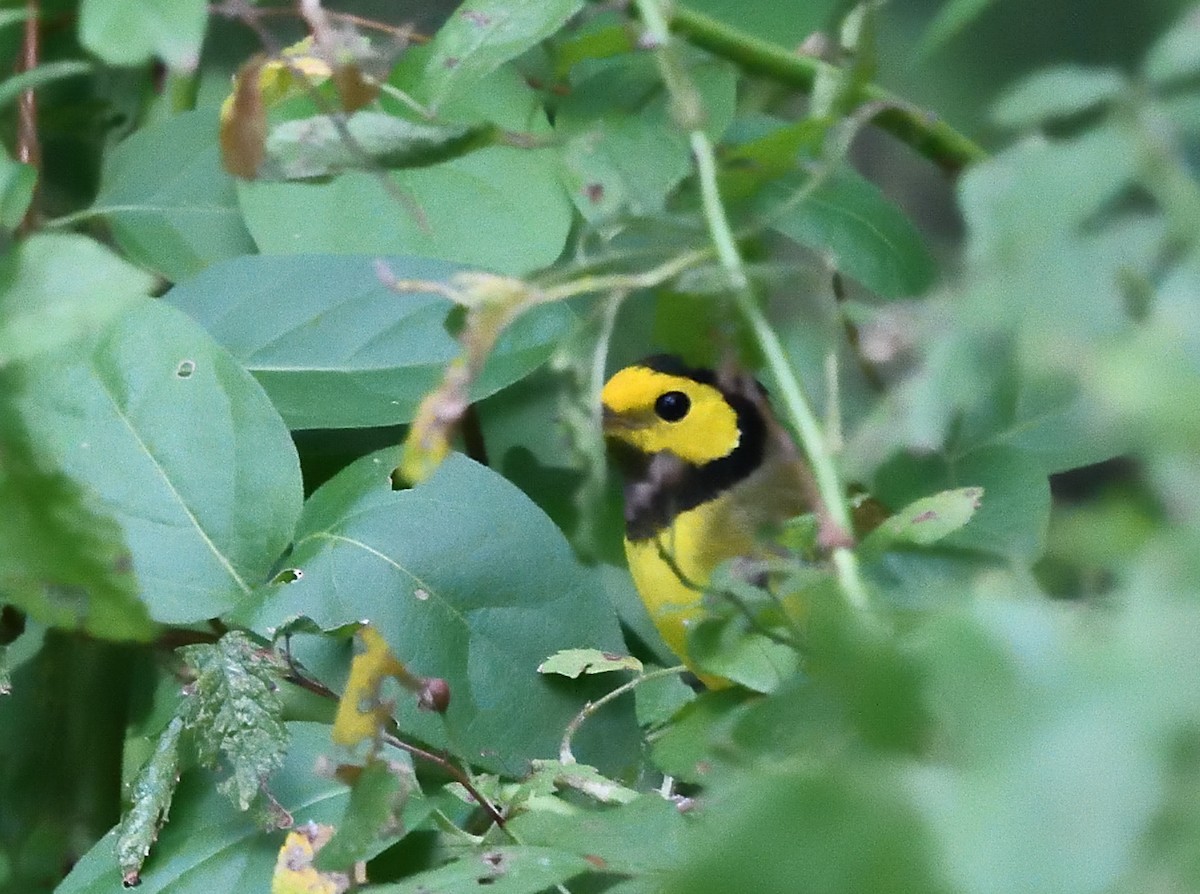 Hooded Warbler - ML68949101