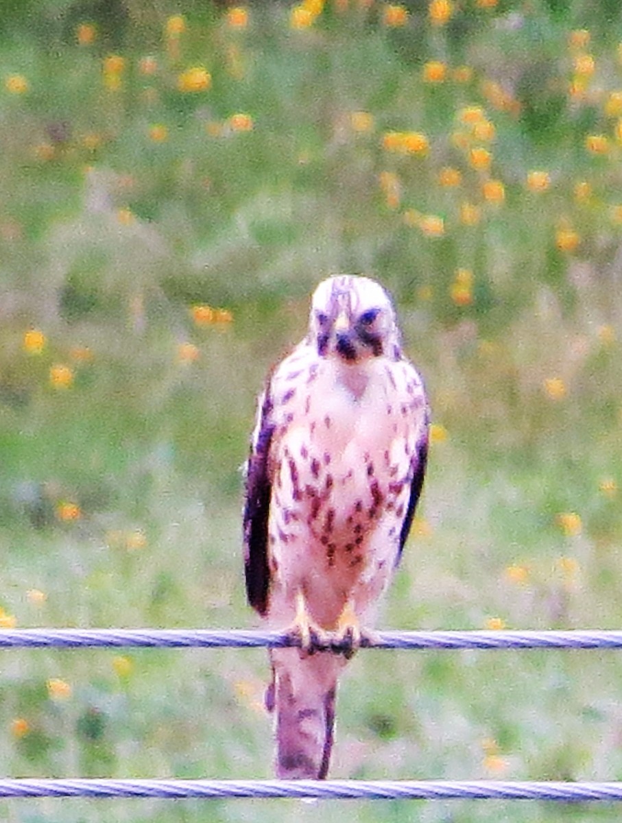 Red-shouldered Hawk - ML68950921