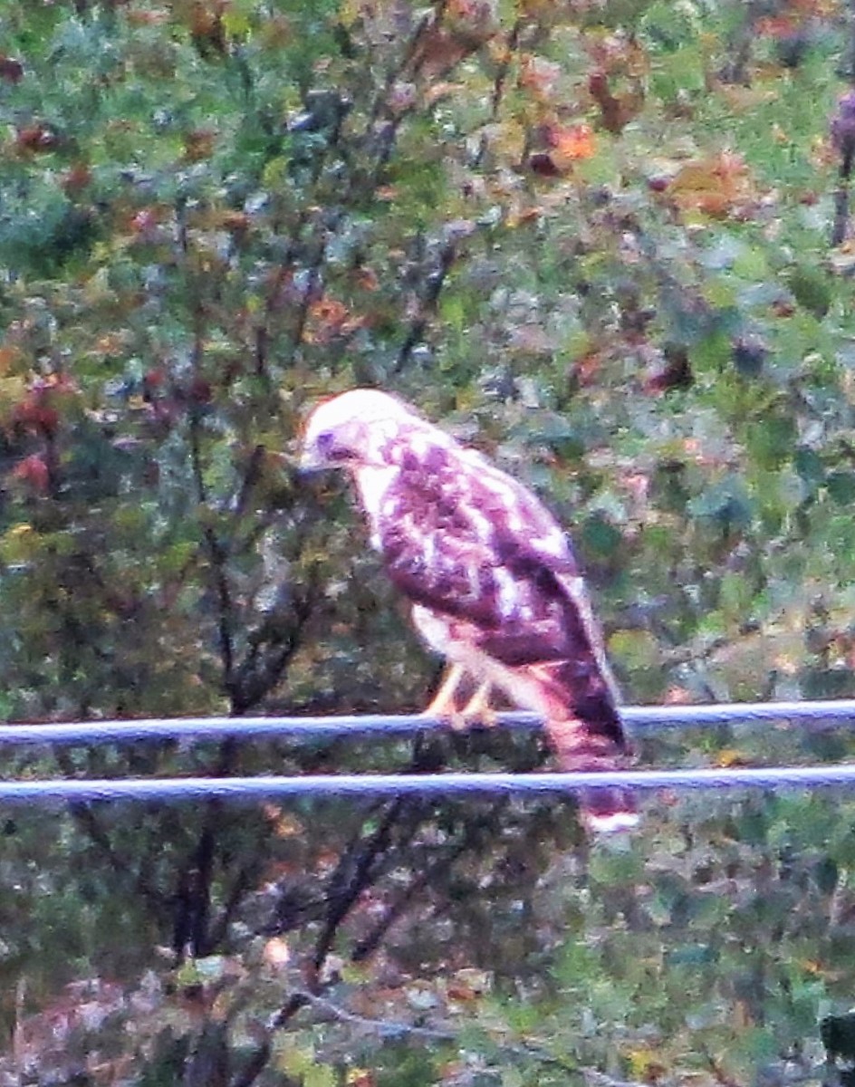 Red-shouldered Hawk - ML68950931