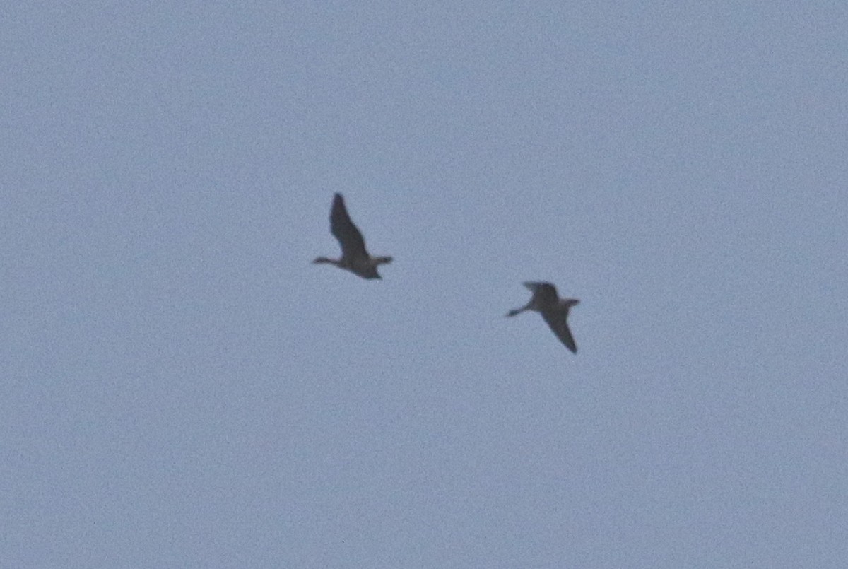 Greater White-fronted Goose - Gil Ewing