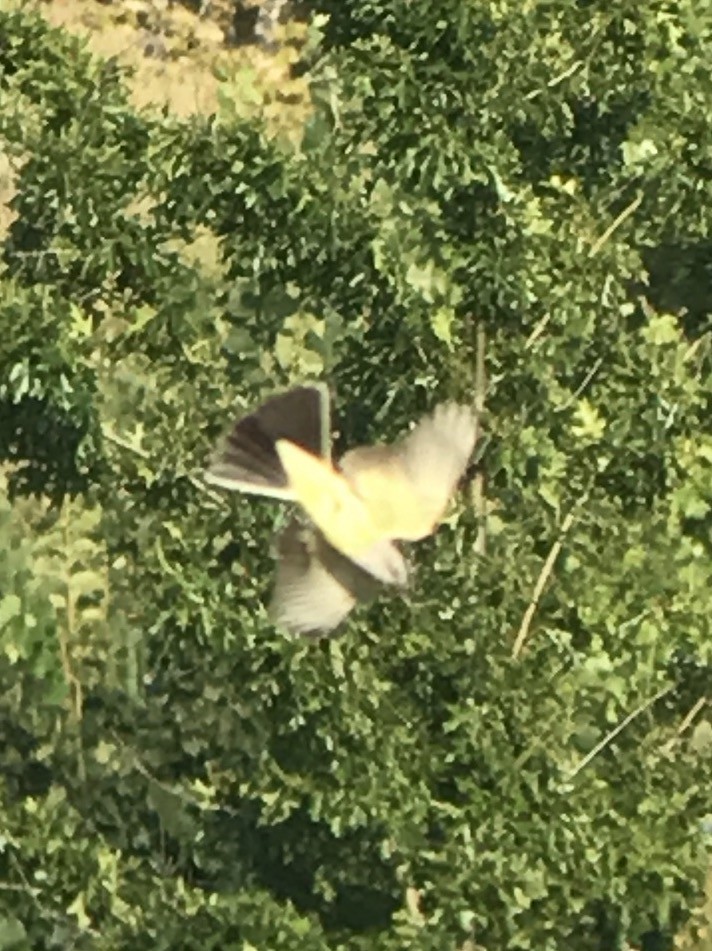 Western Kingbird - Gabriel Willow