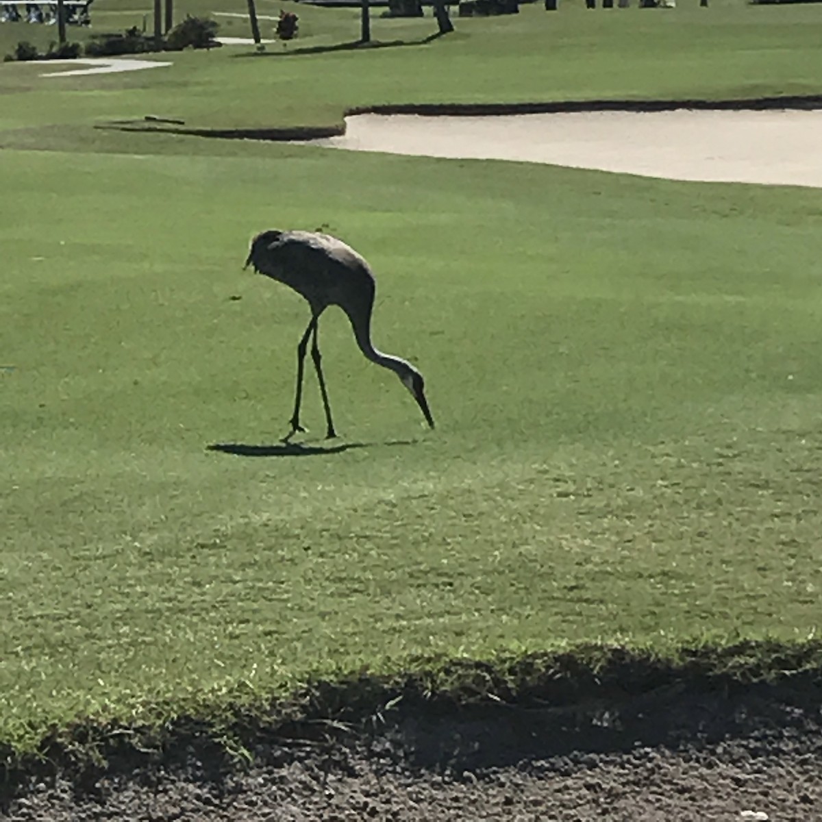 Sandhill Crane - Anonymous