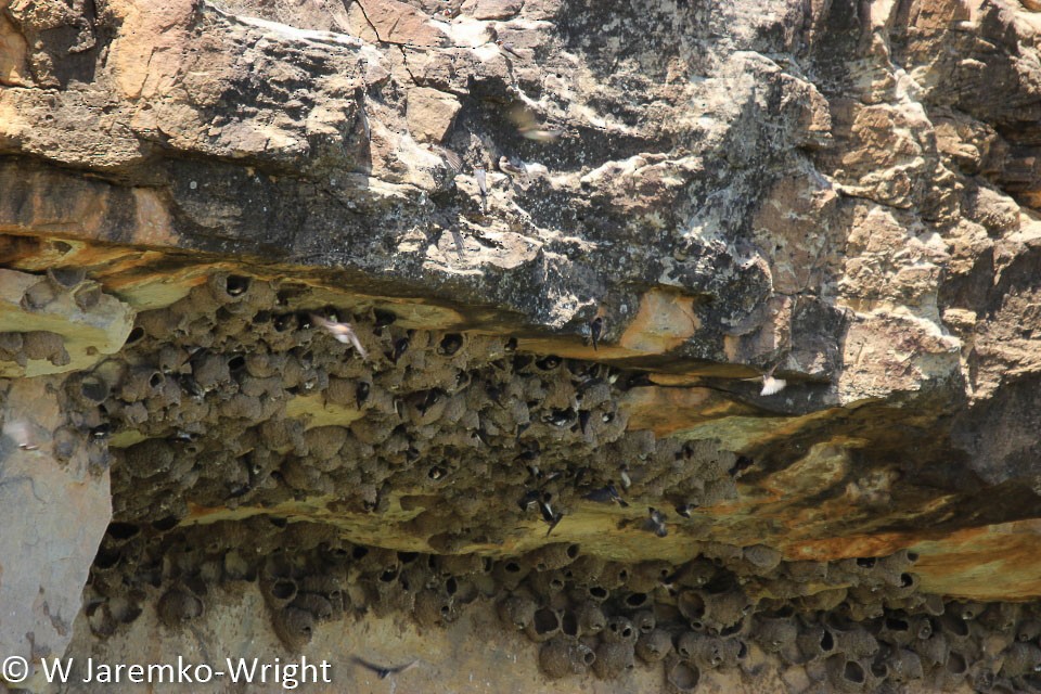 Cliff Swallow - ML68956731