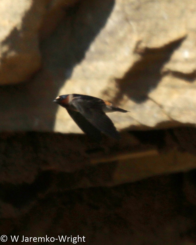 Cliff Swallow - ML68956741
