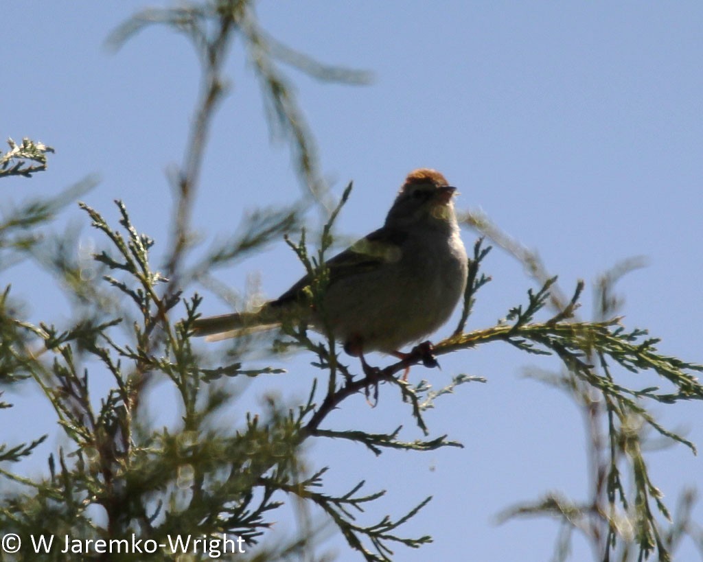 Green-tailed Towhee - ML68956781