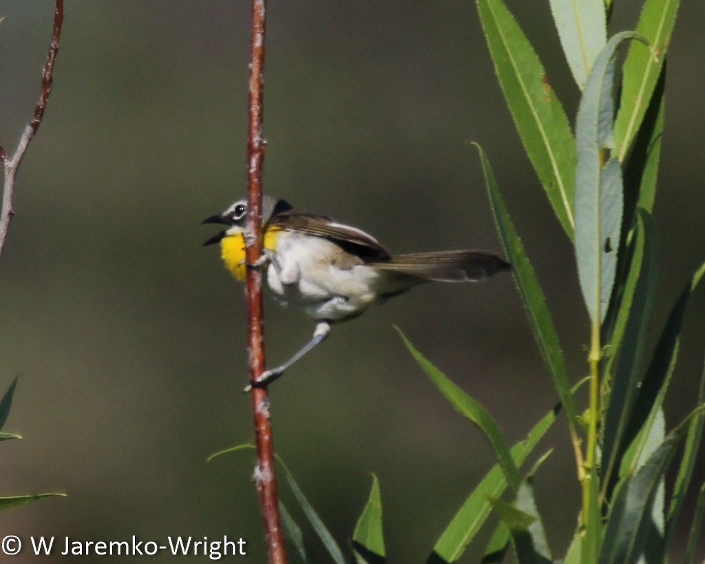 Yellow-breasted Chat - ML68956881