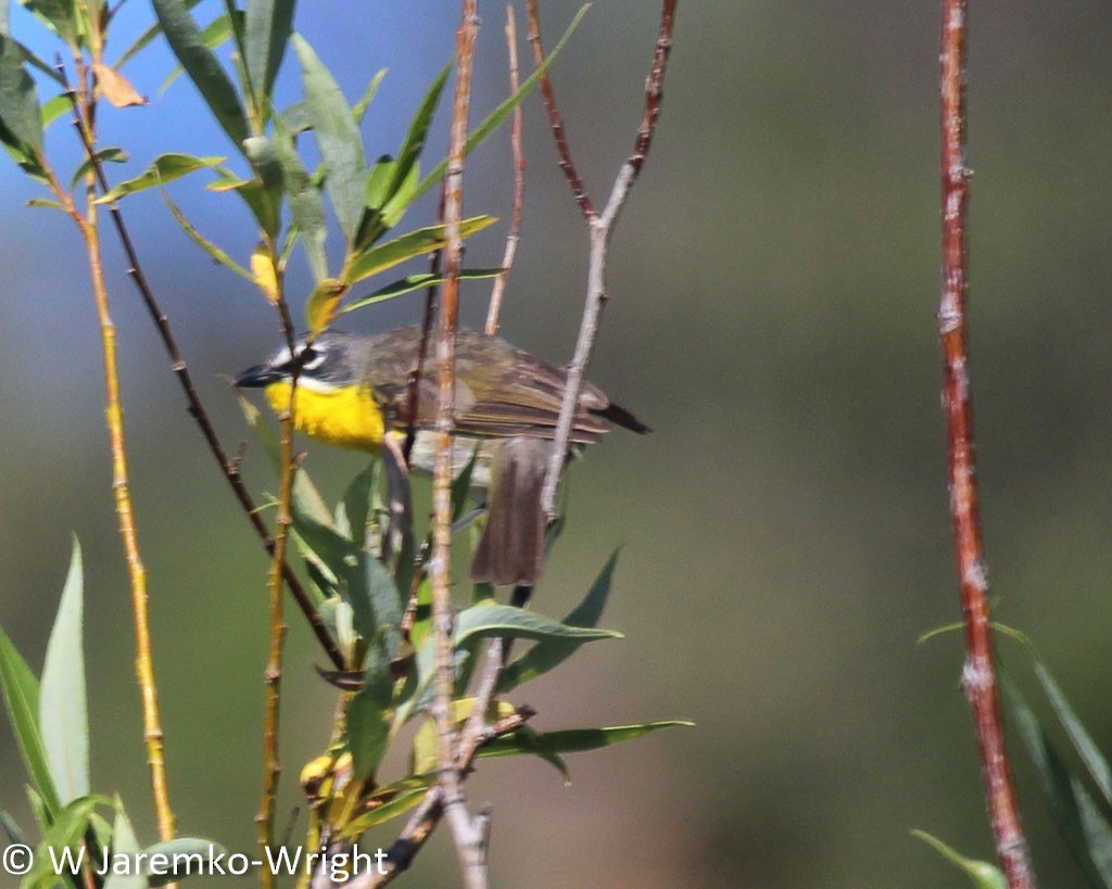 Yellow-breasted Chat - ML68956891