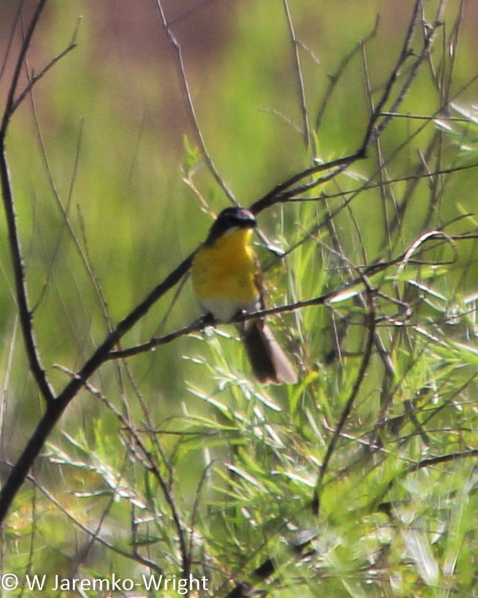 Yellow-breasted Chat - ML68956901