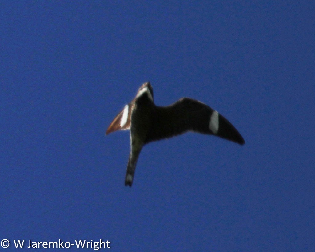 Common Nighthawk - ML68956961