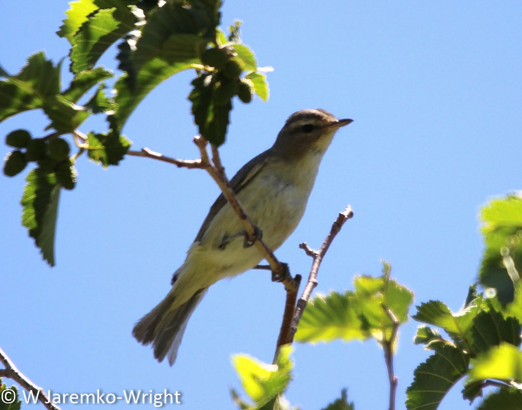 Warbling Vireo - ML68957431