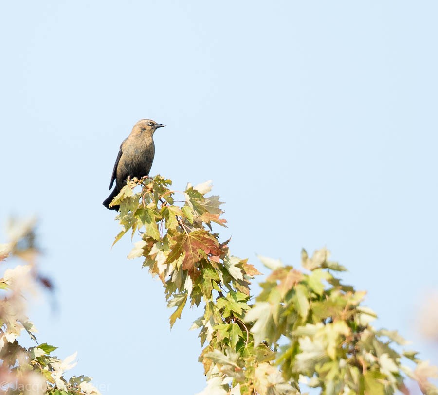 Rusty Blackbird - Jacques Bouvier