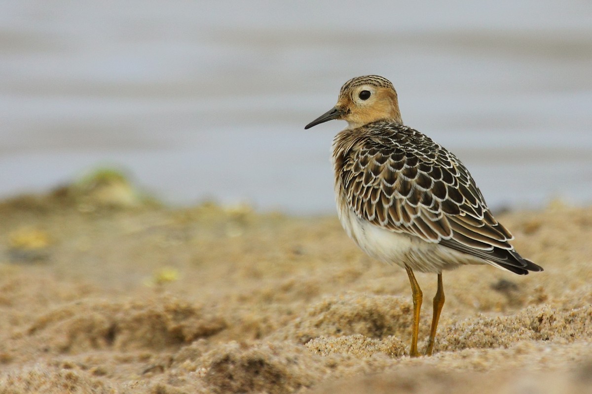Buff-breasted Sandpiper - António Gonçalves