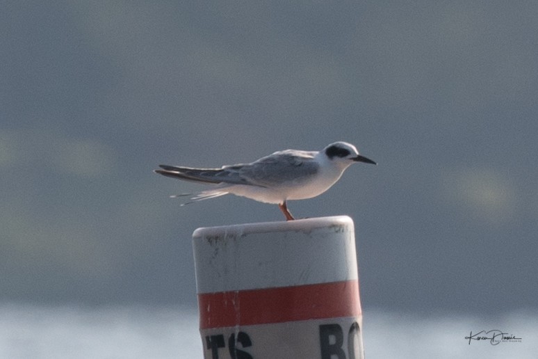 Forster's Tern - Karen Davis