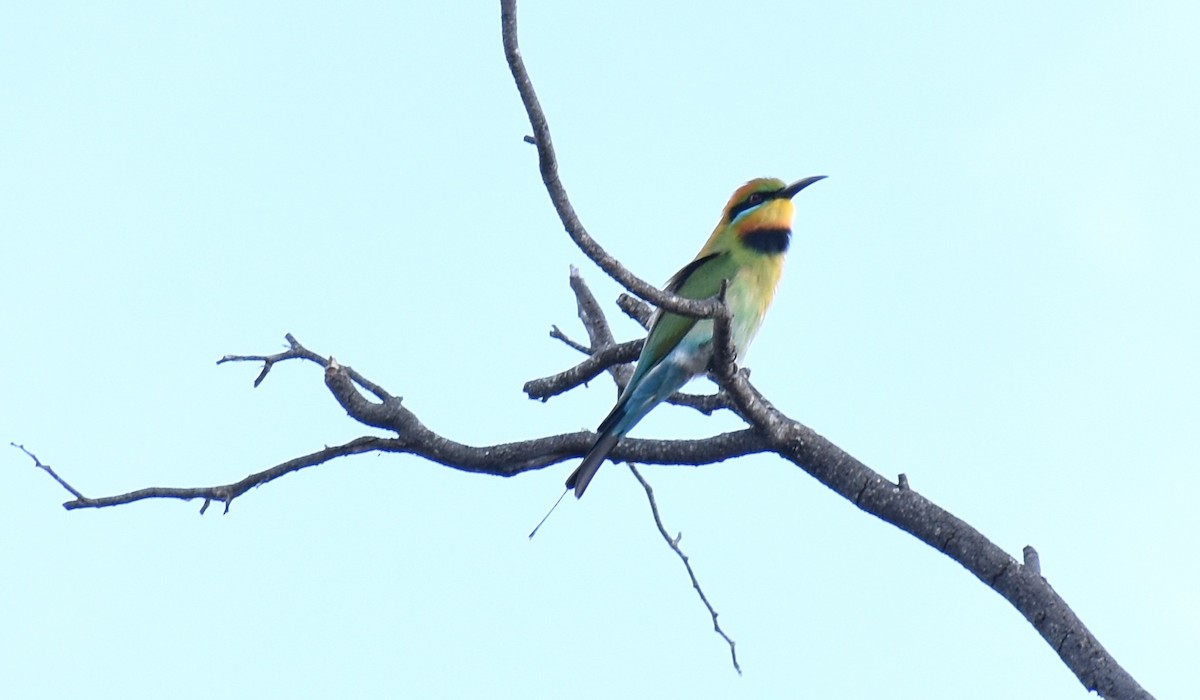 Rainbow Bee-eater - David Wheeler