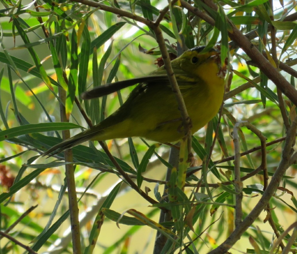 Wilson's Warbler - Diane Roberts