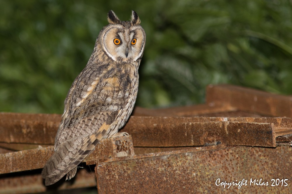 Long-eared Owl - Milas Santos