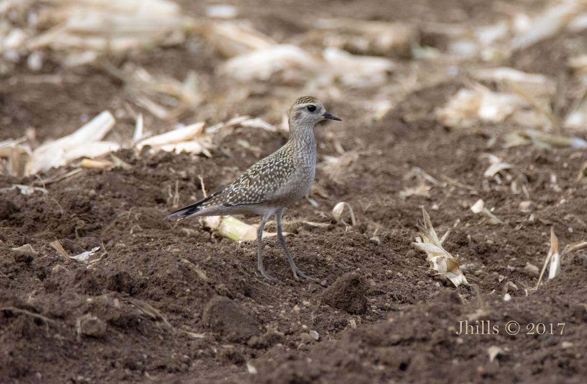 American Golden-Plover - jessica hills