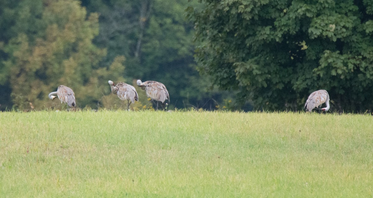 Sandhill Crane - jessica hills