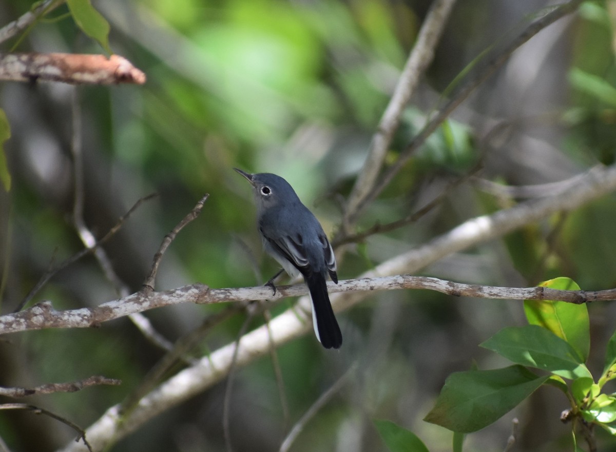 Blue-gray Gnatcatcher - Gloria Beerman