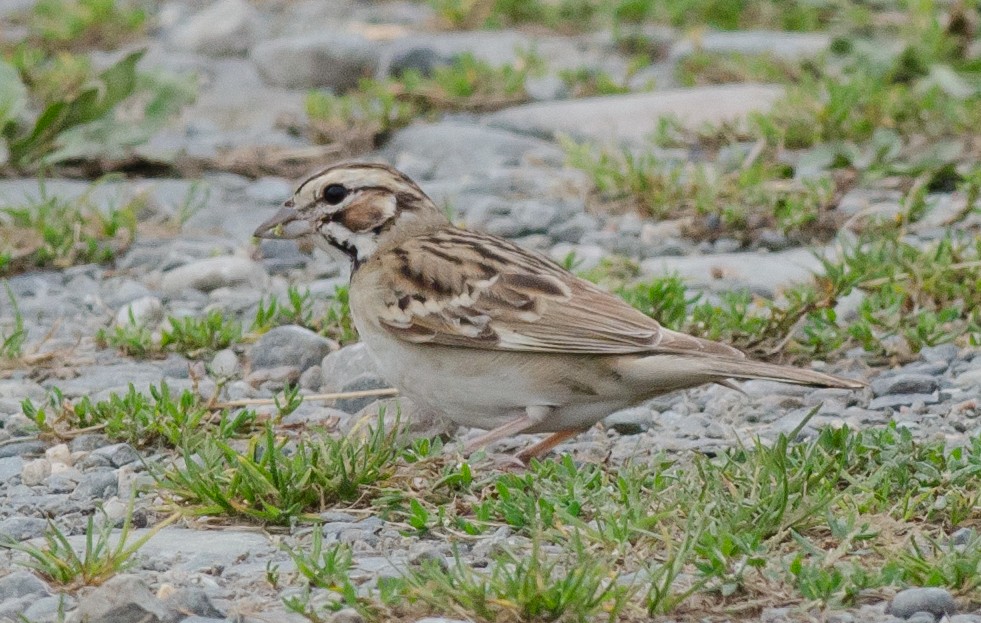 Lark Sparrow - ML68963631