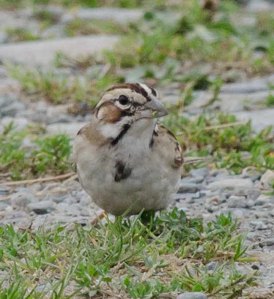 Lark Sparrow - ML68963641