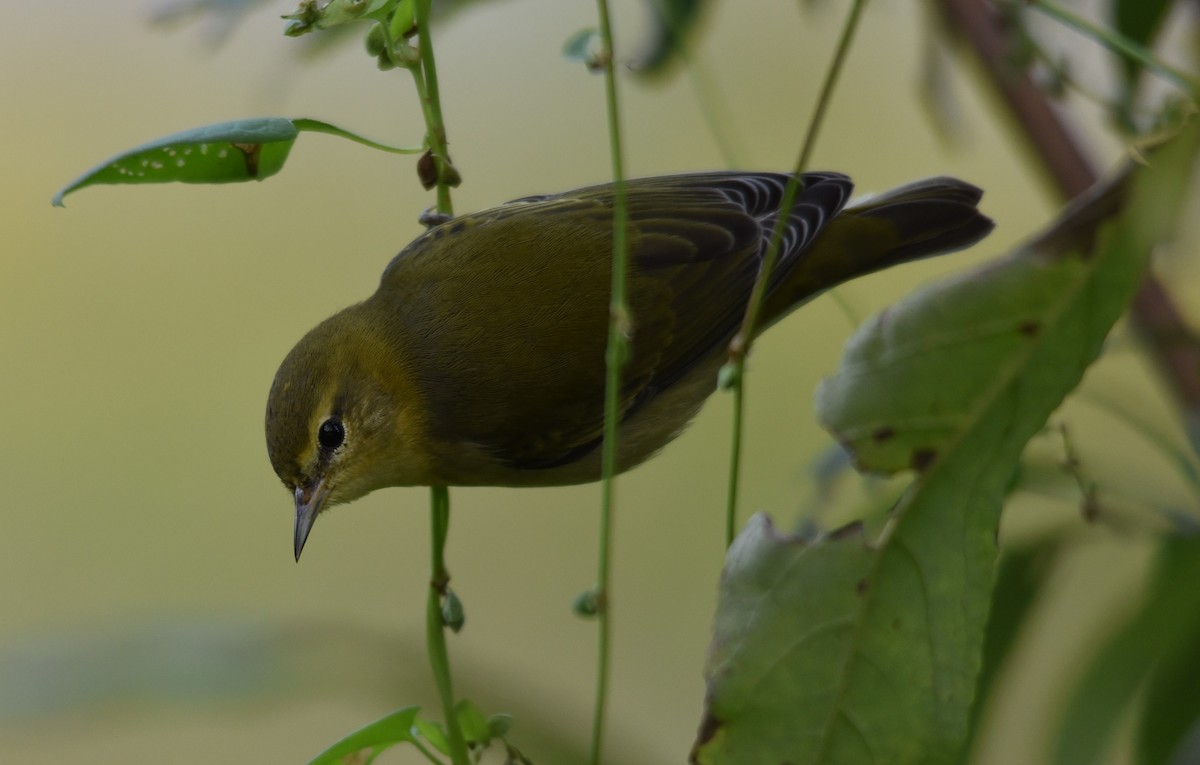 Tennessee Warbler - ML68964571