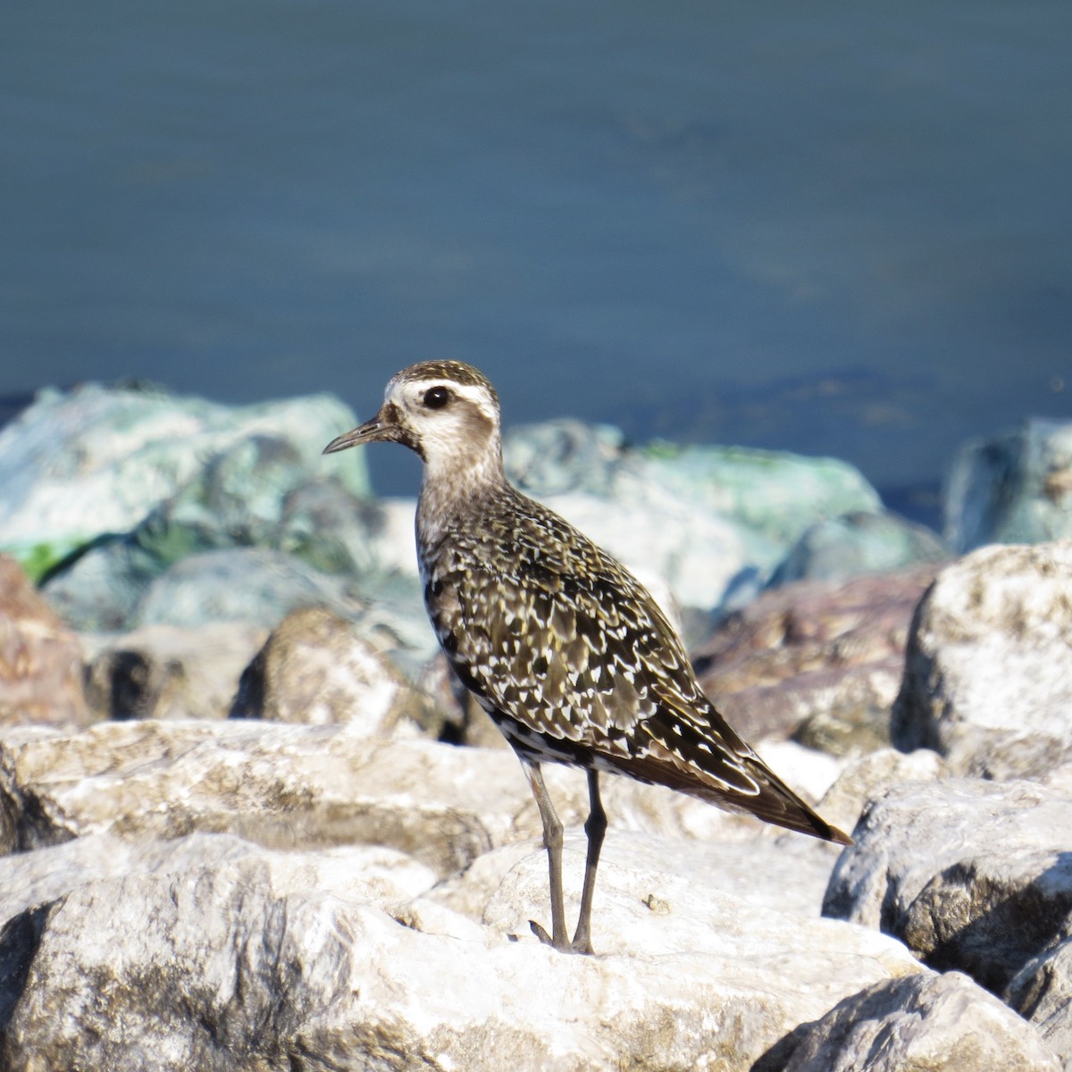 American Golden-Plover - ML68967291