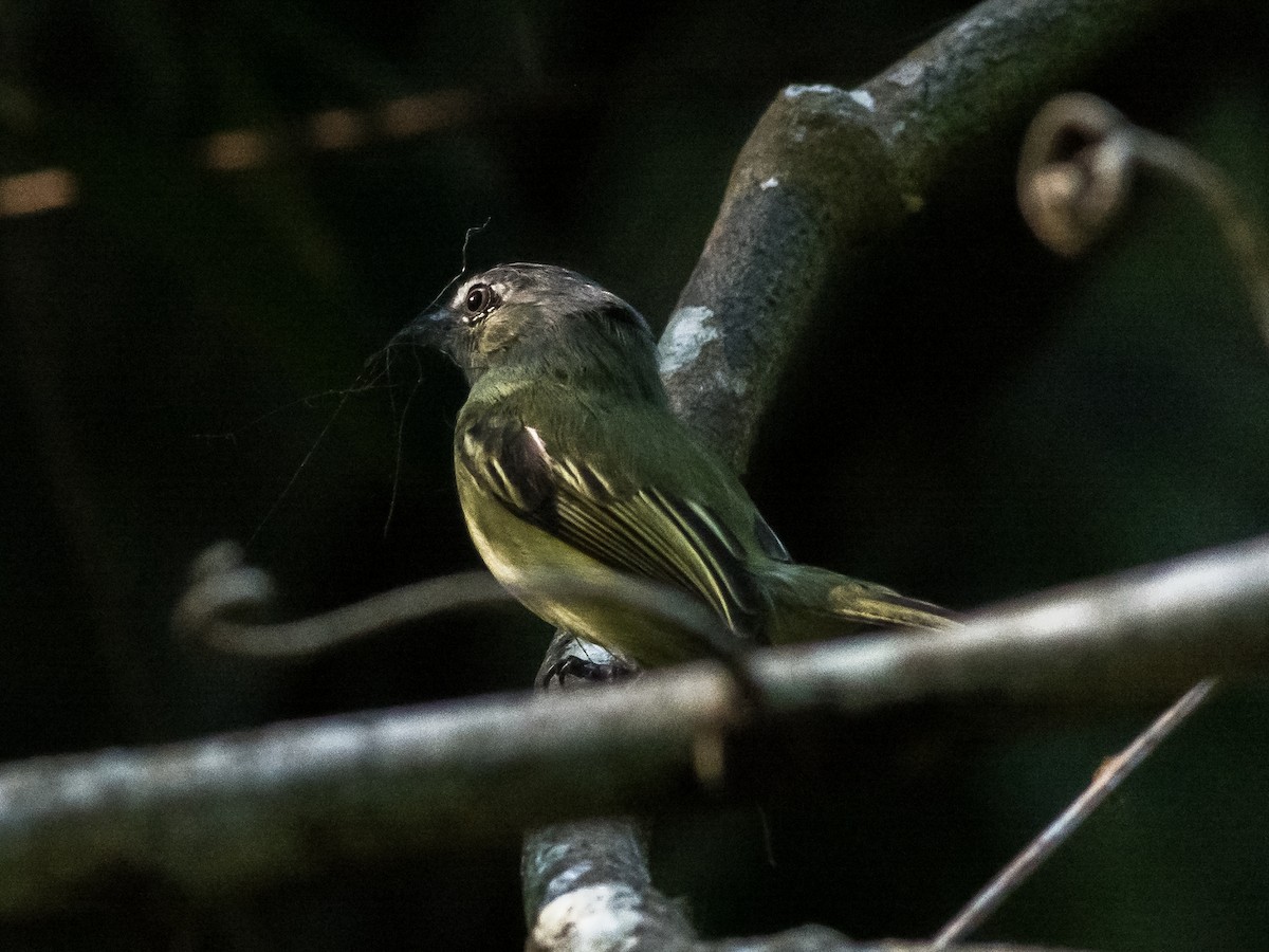 Gray-crowned Flatbill - ML68967381