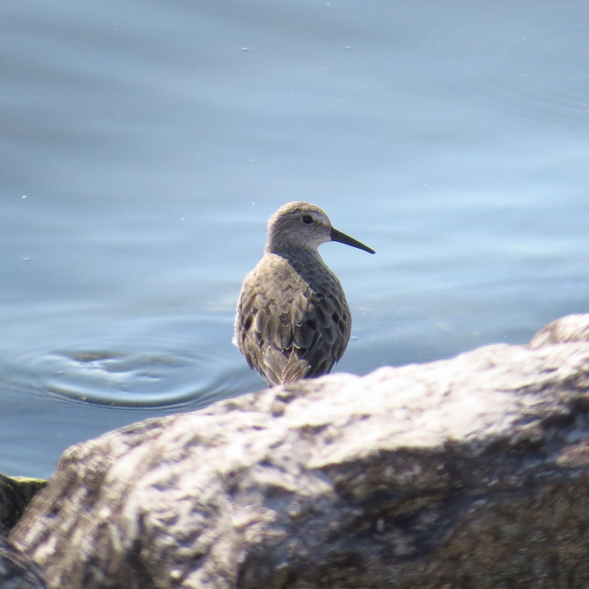 Weißbürzel-Strandläufer - ML68967391