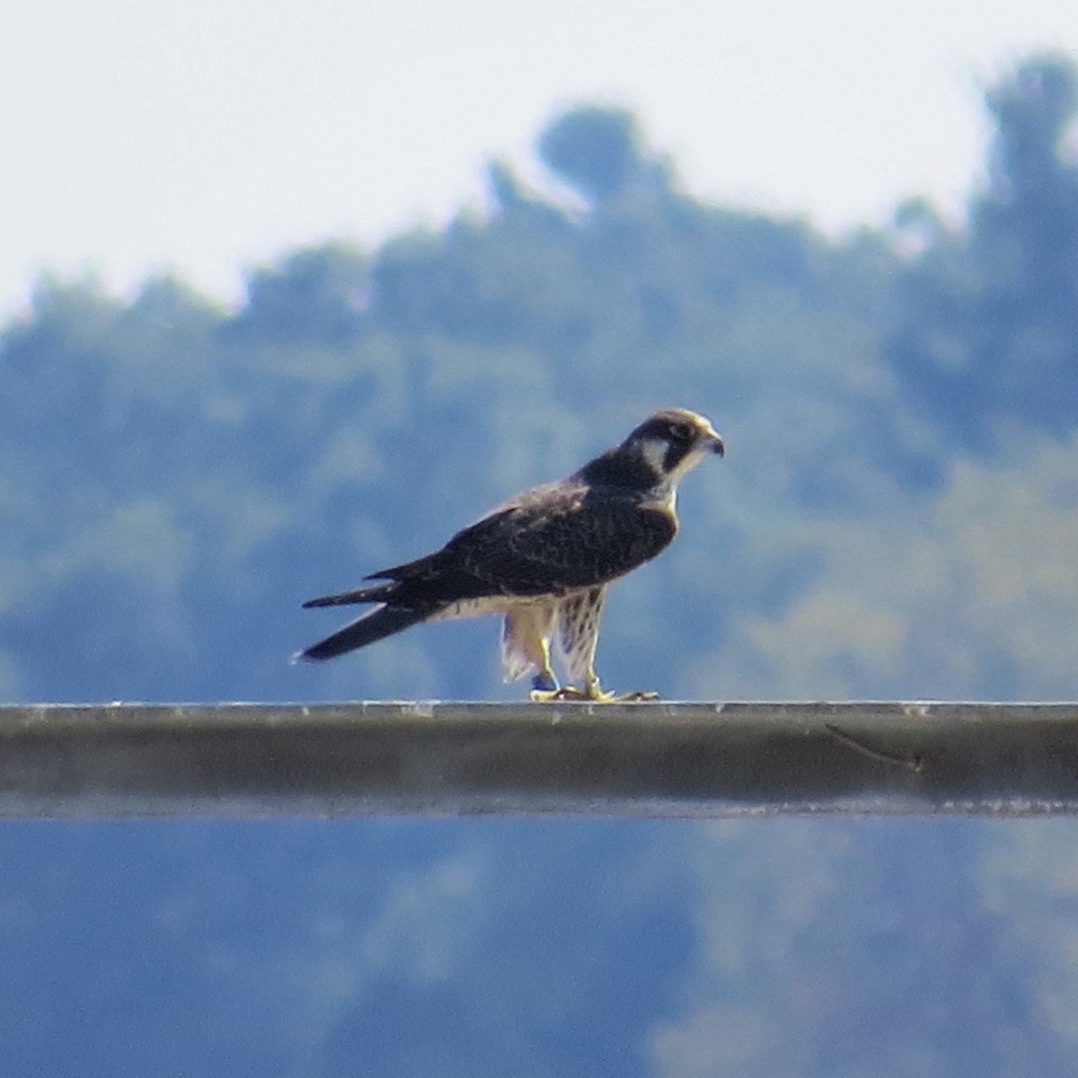 Peregrine Falcon - ML68967591